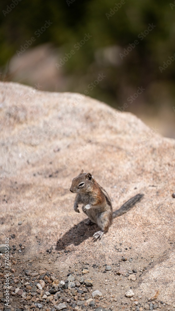 Grey squirrel on a rock in the cliff