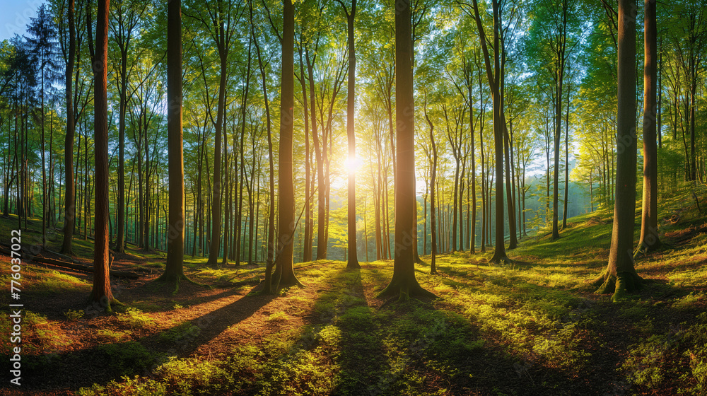Panorama of a scenic forest of fresh green deciduous trees with the sunlight. 