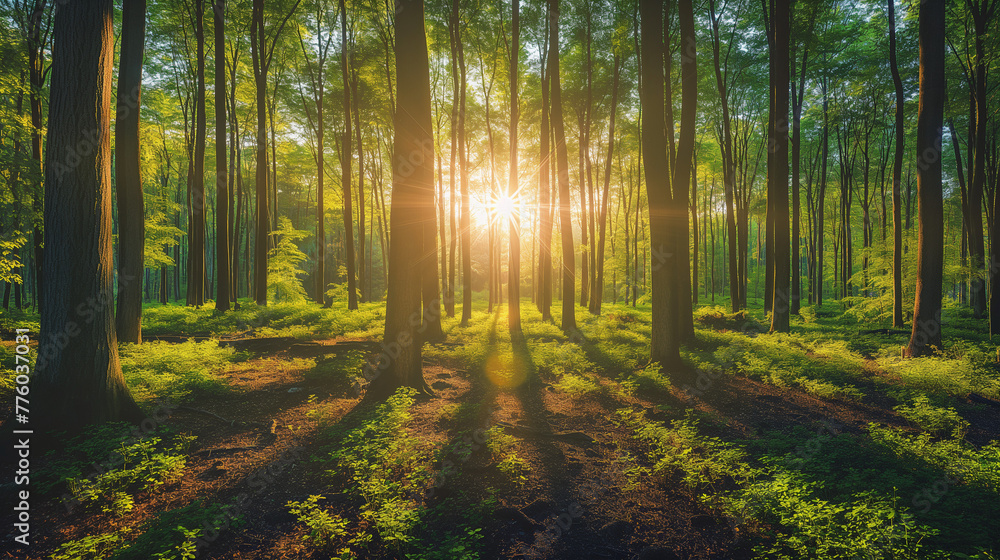 Obraz premium Panorama of a scenic forest of fresh green deciduous trees with the sunlight. 