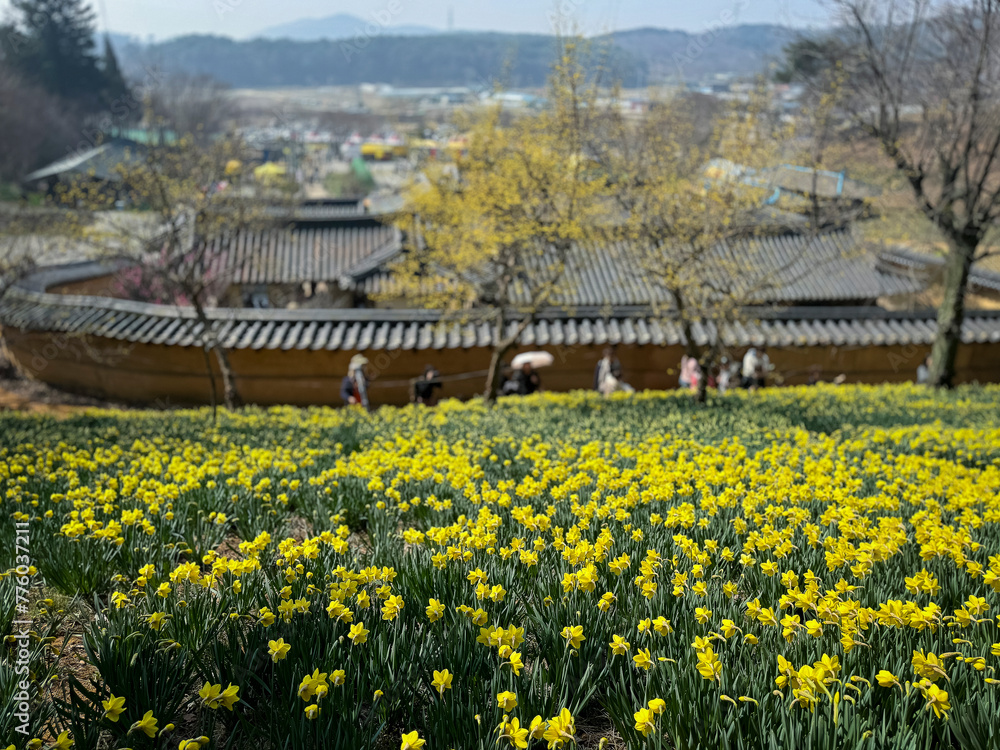 Obraz premium 수선화 봄꽃 자연 봄 풍경