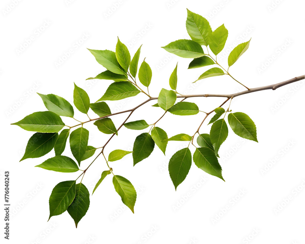 Oregano that has been dried isolated on transparent background Oregano that has been dried isolated on transparent background