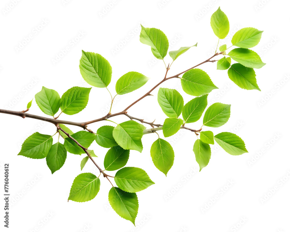 Fototapeta premium Oregano that has been dried isolated on transparent background