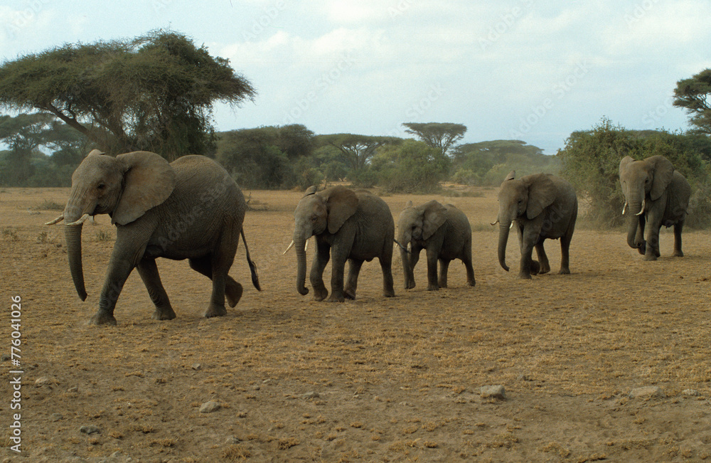 Fototapeta premium Eléphant d'Afrique, troupeau , Loxodonta africana, Parc national de Amboselli, Kenya