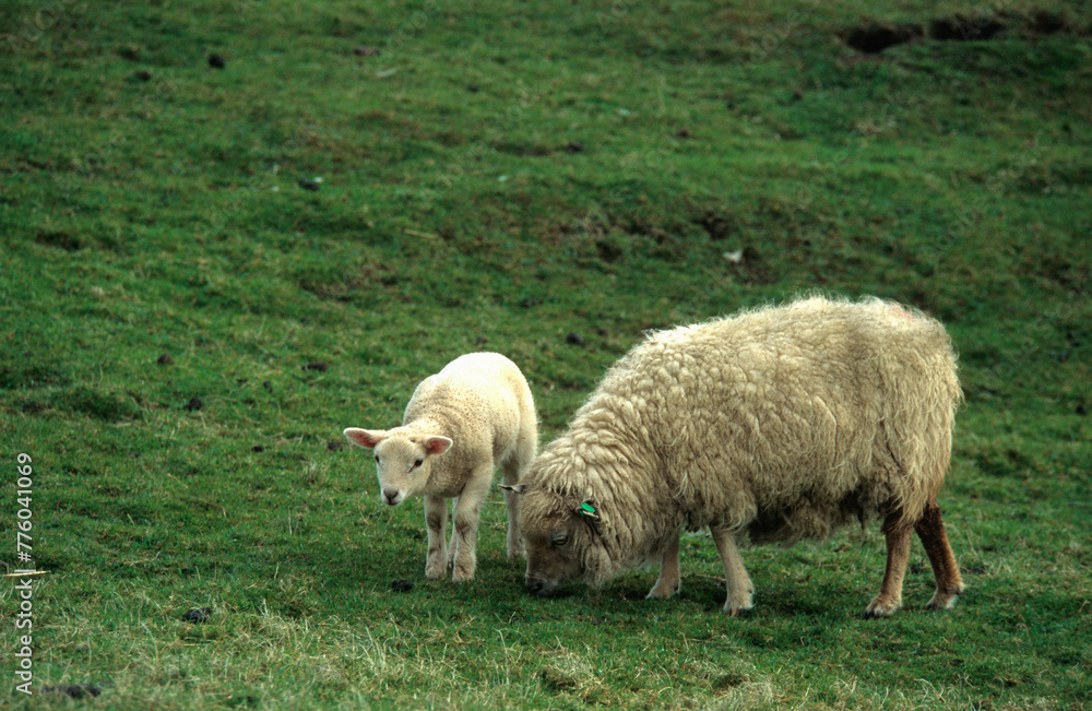 Mouton; Race Vendéen; Femelle et jeune Mouton; Race Vendéen; Femelle et jeune