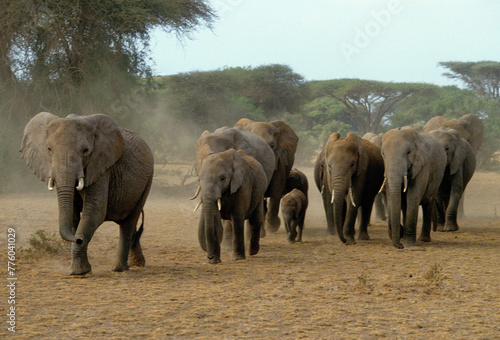 El  phant d Afrique  troupeau   Loxodonta africana  Parc national de Amboselli  Kenya