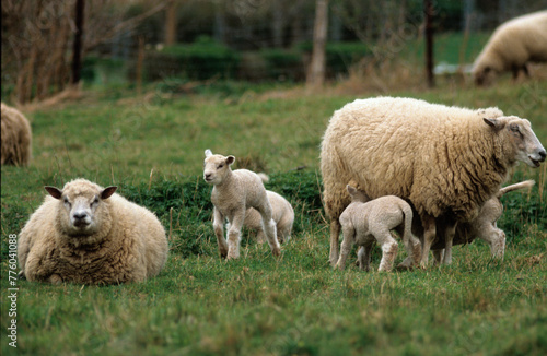 Mouton  Race Vend  en  Femelle et jeune