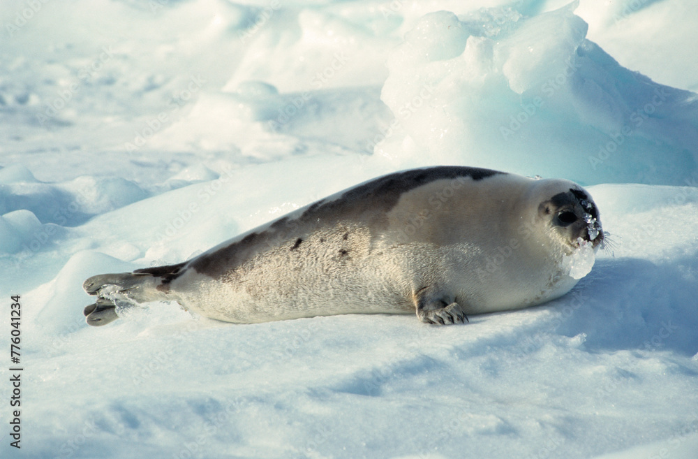 Obraz premium Phoque du Groenland, jeune, allaitement, Pagophilus groenlandicus, Ile de la Madeleine, Québec, Canada