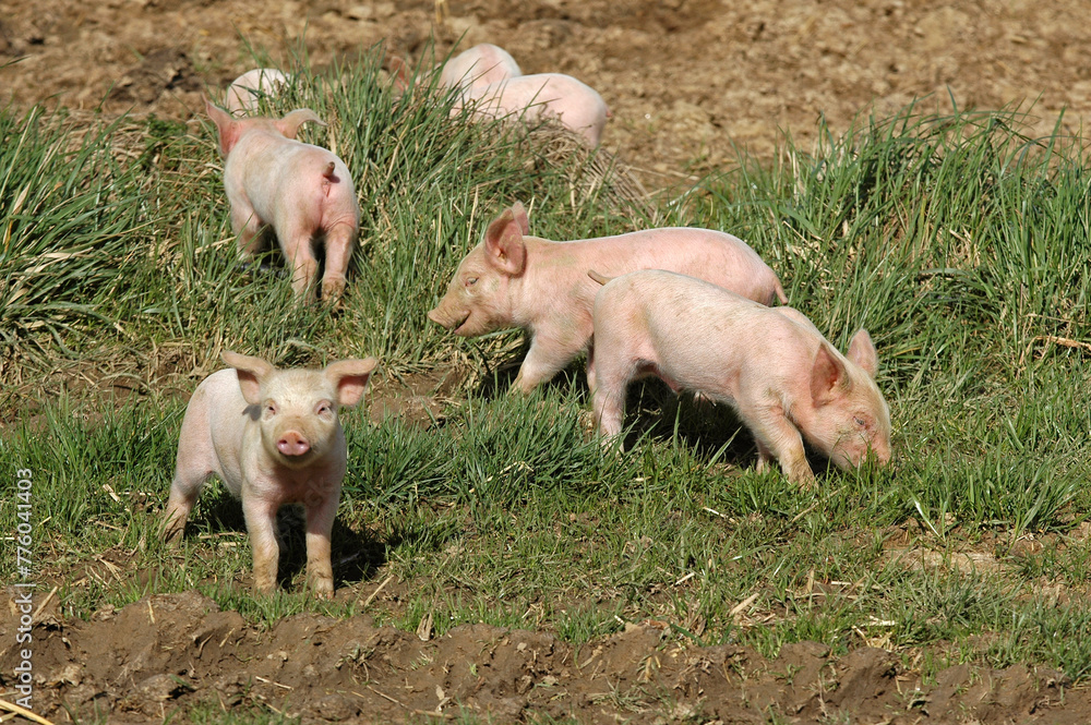 Porc, Cochon, porcelet, Sus domesticus Porc, Cochon, porcelet, Sus domesticus