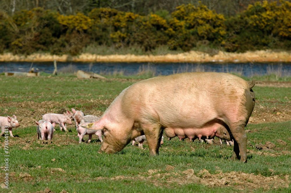 Porc, Cochon, truie, porcelet, Sus domesticus Porc, Cochon, truie, porcelet, Sus domesticus