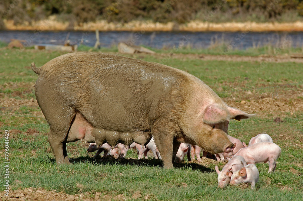 Porc, Cochon, truie, porcelet, Sus domesticus Porc, Cochon, truie, porcelet, Sus domesticus