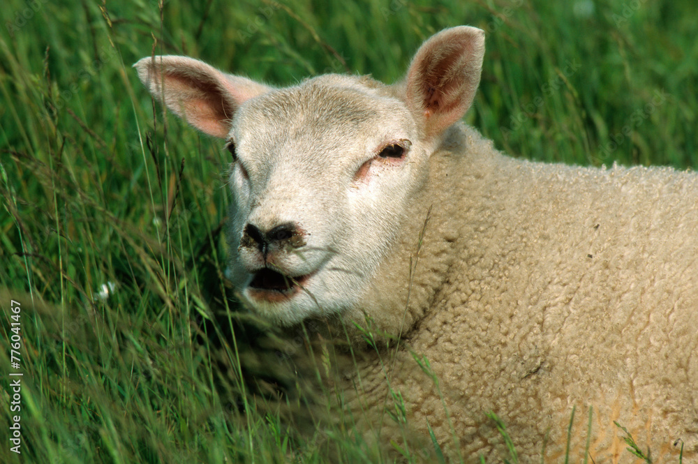 Naklejka premium Mouton; race Téxel; agneau