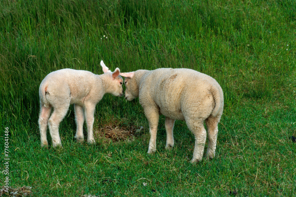 Obraz premium Mouton; race Téxel; agneau