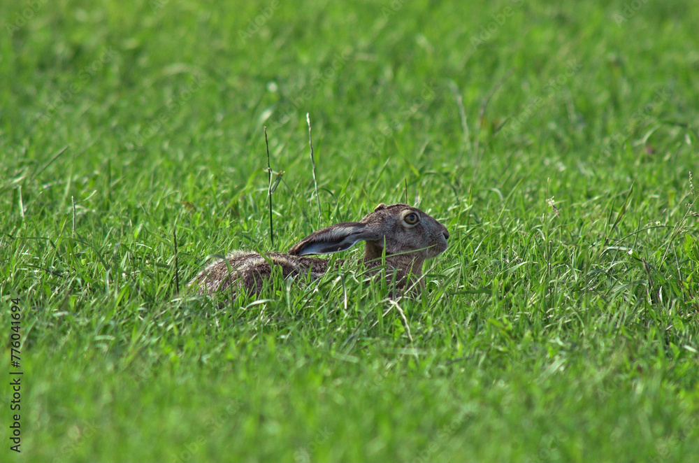 Lièvre d'Europe, Lièvre brun, Lepus europaeus Lièvre d'Europe, Lièvre brun, Lepus europaeus