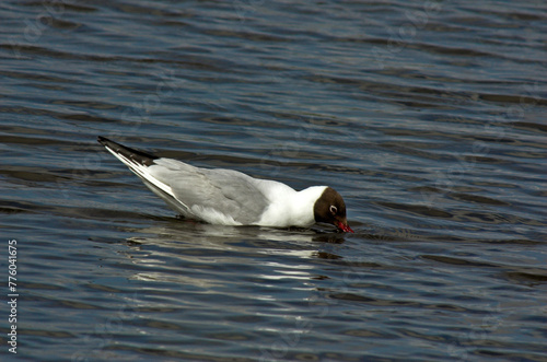 Mouette rieuse,.Chroicocephalus ridibundus, Black headed Gull photo