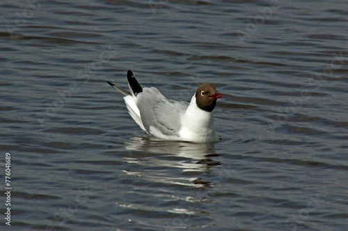 Mouette rieuse,.Chroicocephalus ridibundus, Black headed Gull photo