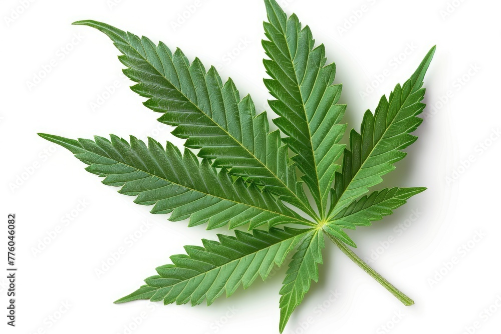 Marijuana leaf on white background with shadow. Marijuana leaf on white background with shadow.