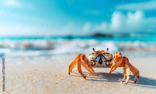 A beautiful beach white sand beach and turquoise water with a crab. Holiday summer beach background. 