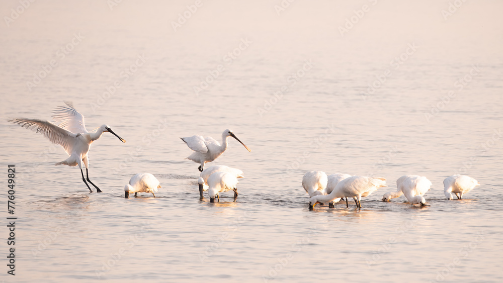 Spoonbill landing near group in shallow waters on Waddensea, Den Oever, Netherlands