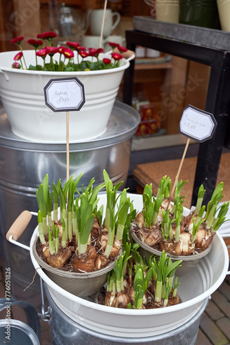 Narcissus aka daffodil shoots or seedlings for sale in a flower shop