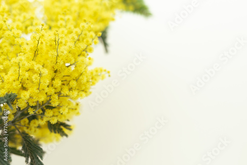 Yellow flowers of Acacia dealbata or mimosa on yellow background with copy space.