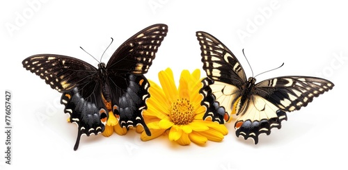 Scene depicting colorful butterflies gracefully perched on bright yellow flowers  creating a picturesque and joyful image of nature in bloom. 