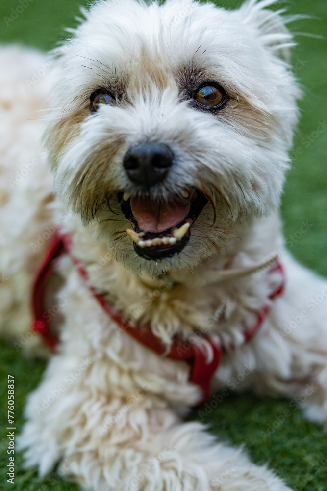 Portrait of a white dog stretched out on top of the grass Portrait of a white dog stretched out on top of the grass