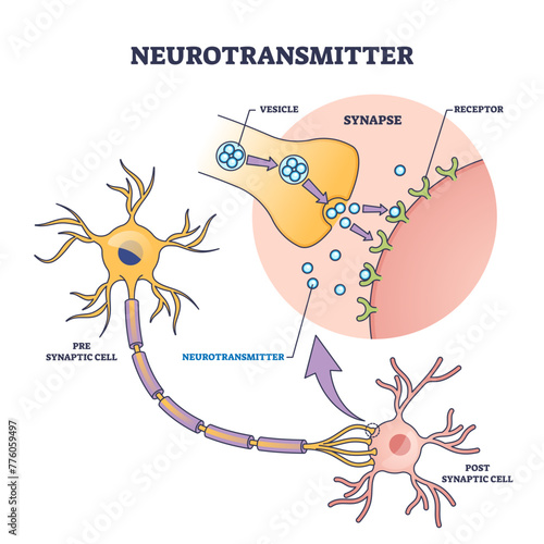 Neurotransmitter process with synapse, vesicle and receptors outline diagram, transparent background. Labeled educational scheme with neurology chemical messengers for serotonin.