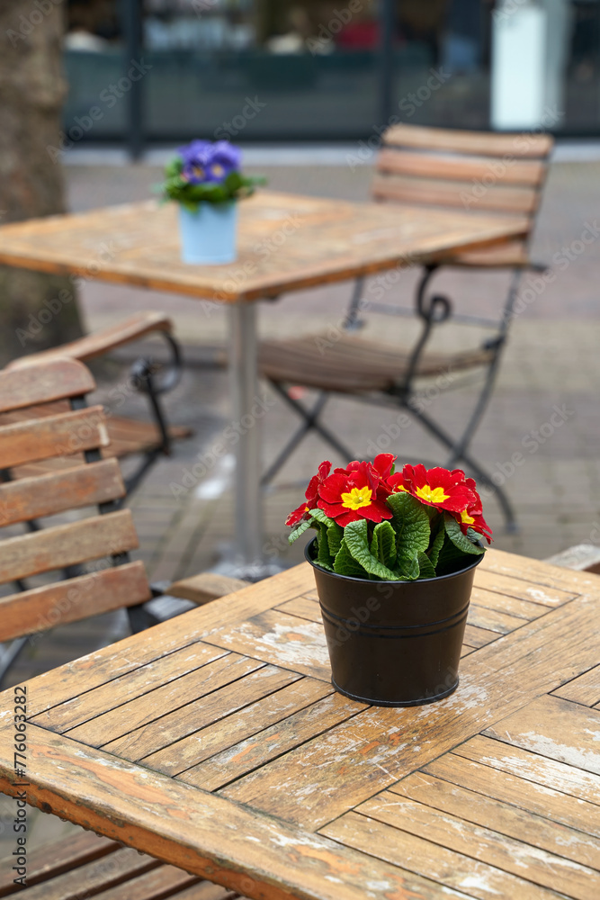 Beautiful primula vulgaris red potted flower on an outdoor cafe table