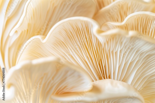 A closeup of the edge and texture of an oyster mushroom, showcasing its unique patterned edges in neutral tones. The soft cream background highlights details. Soft natural light, macro