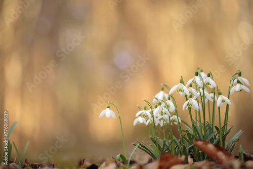 Small group of common snowdrops (Galanthus nivalis). Space for your text. Magic bokeh in background. This is a photo taken with a camera.  photo