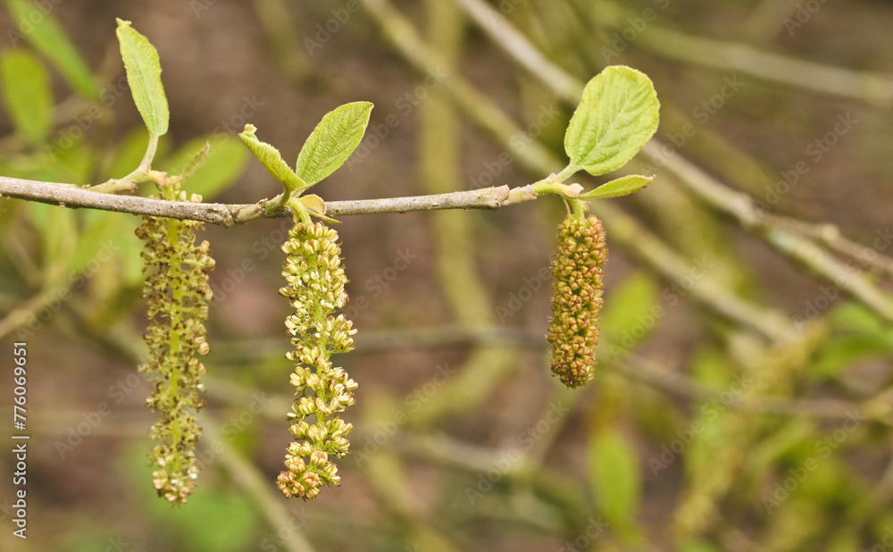 Beautiful details of sinowilsonia henryi Beautiful details of sinowilsonia henryi