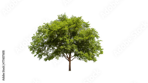 Tree on transparent background, real tree green leaf isolated. 