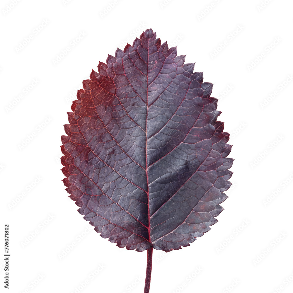 Obraz na plátně A Leaf with Transparent Background