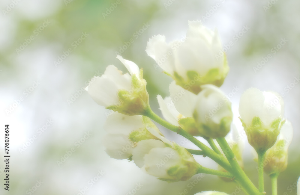 Close-up of a flowering cherry tree with white flowers. Blurred background photo with soft focus. Close-up macro photography of nature,... Close-up of a flowering cherry tree with white flowers. Blurred background photo with soft focus. Close-up macro photography of nature,...