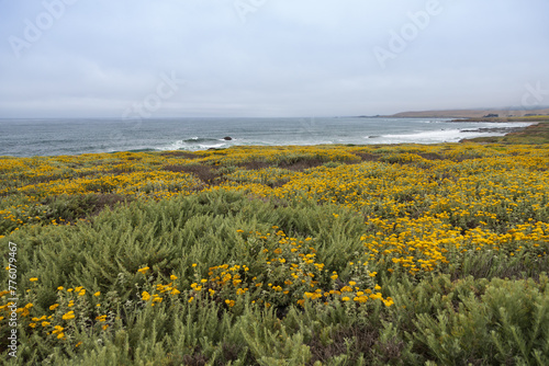 Yellow super bloom on the California coastline © Martina