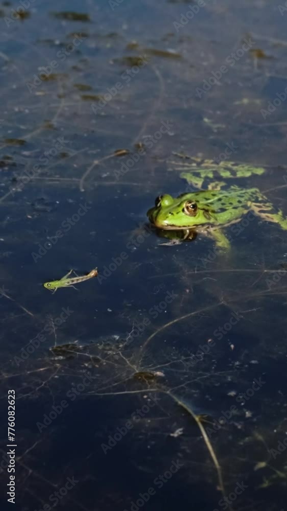 Slow motion of marsh frog (Pelophylax ridibundus) catching and eating a tiny insect. Green frog sitting in the water patiently and waiting for lunch. Aquatic animal hunting in a pond. Slow motion of marsh frog (Pelophylax ridibundus) catching and eating a tiny insect. Green frog sitting in the water patiently and waiting for lunch. Aquatic animal hunting in a pond.