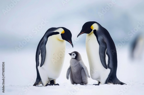 A family of emperor penguins standing together on the snow-covered ground, with one chick between them. The parents stand tall and majestic against the white background