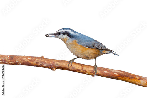 Red-breasted Nuthatch and a Sunflower Seed Isolated On A White Background