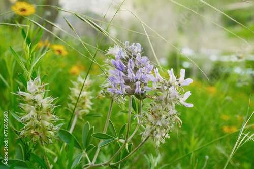 Largebract indian breadroot flower in Texas spring season landscape closeup