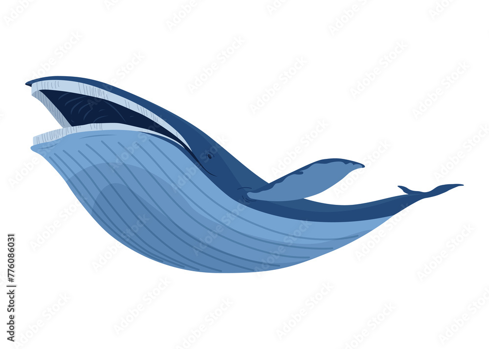 Clue whale, aquatic mammal. Awesome marine animal. Cartoon graphic. Isolated drawing illustration on white background Clue whale, aquatic mammal. Awesome marine animal. Cartoon graphic. Isolated drawing illustration on white background