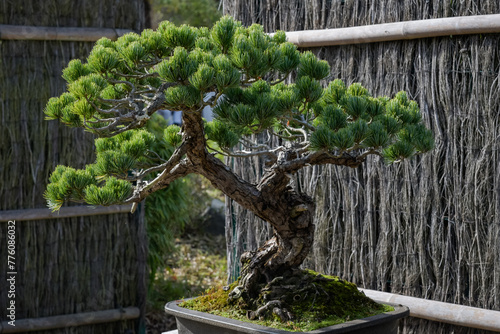 view of a Japanese white pine in a botanic garden