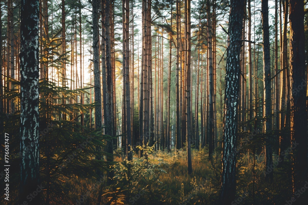 A serene forest scene as the golden sunlight softly pierces through the tall, dense pine trees, illuminating the woodland floor. A serene forest scene as the golden sunlight softly pierces through the tall, dense pine trees, illuminating the woodland floor.