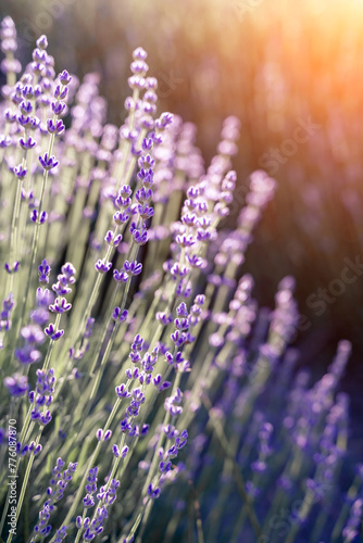 Fototapeta Naklejka Na Ścianę i Meble -  Lavender field. With soft light effect for floral background