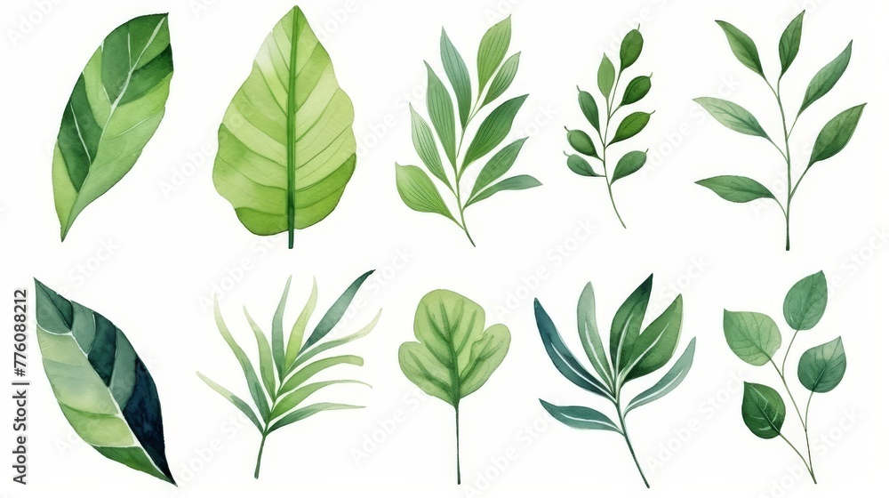 Geen leaves on a white background 