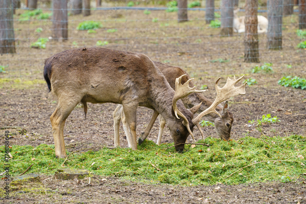 male and female European fallow deer grazing on the green in the enclosure male and female European fallow deer grazing on the green in the enclosure