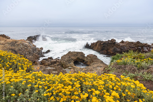 Yellow super bloom on the California coastline