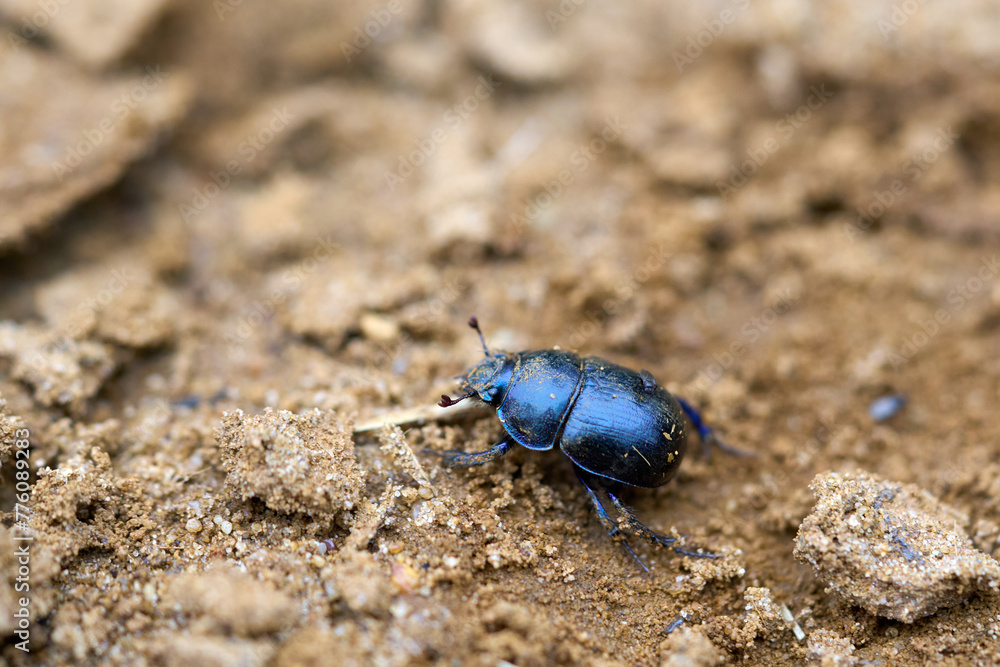 Dung beetle in summer close up.