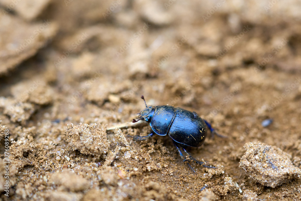 Dung beetle in summer close up. Dung beetle in summer close up.