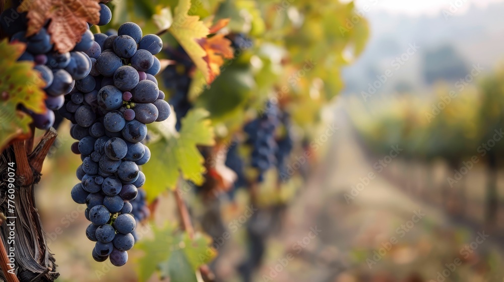 Winery tour, vineyard vistas, essence of the grape