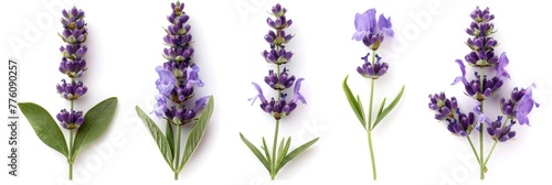 Triple Lavender
